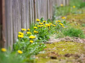 Weeds growing in a garden
