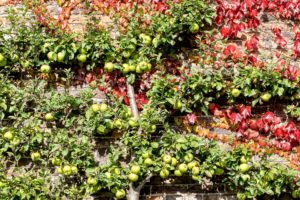 A wall with an espaliered apple tree - cheap outdoor feature wall ideas