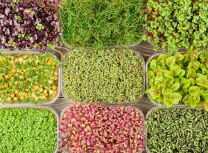 Top view of different microgreens growing in separate containers - microgreen cost per pound