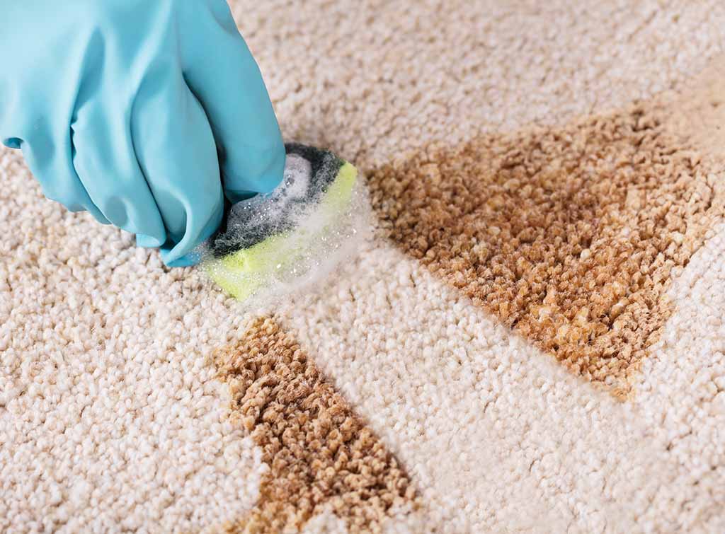 Professional cleaner removing coffee stain from carpet