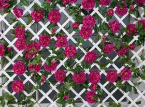 How to cut plastic lattice fencing. Lattice fence with red roses on it.