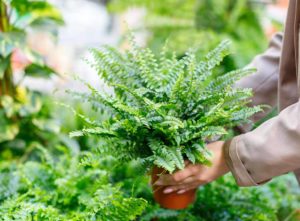 Fern plants being planted in a north facing garden