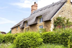 Cost to remove shrubs