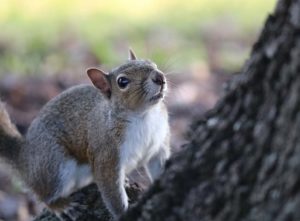 cost to get rid of squirrels in attic