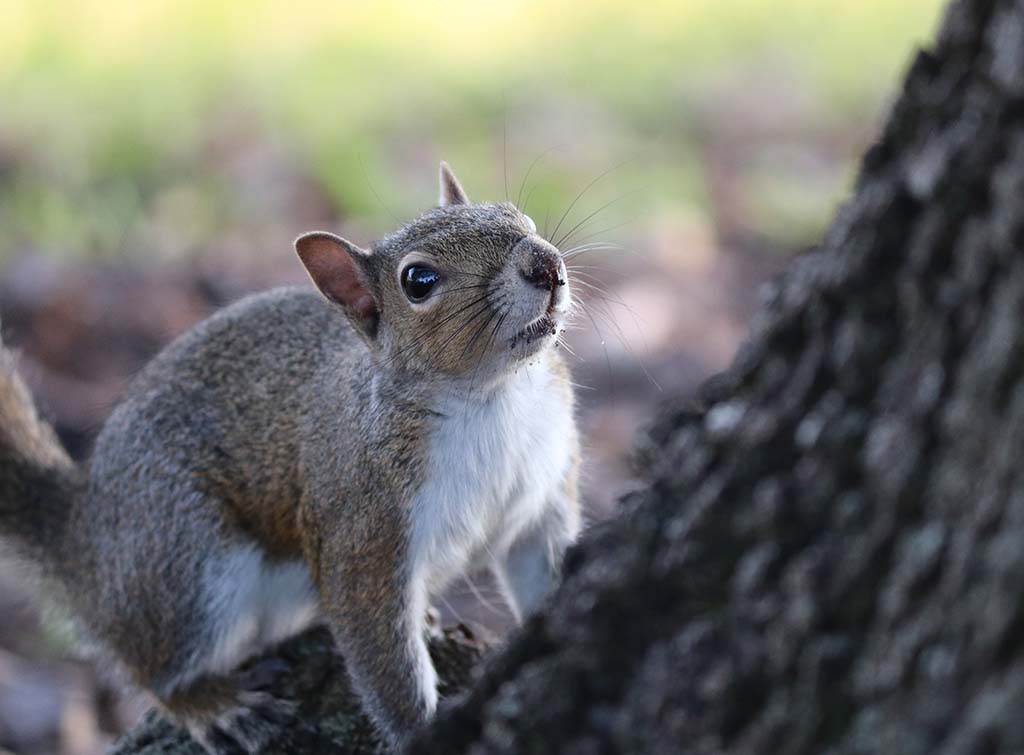 How to Get Rid of Grey Squirrels in Your Loft