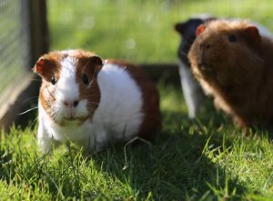 Easy guinea pig run design