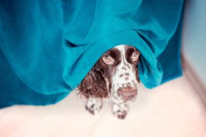 Dog scared of fireworks - hiding under blanket