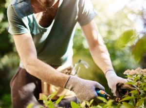 Man pruning a hedge with secateurs