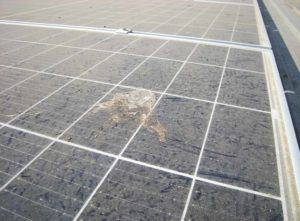 How to clean bird poop off solar panels