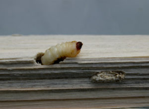 Woodworm crawling out of wood