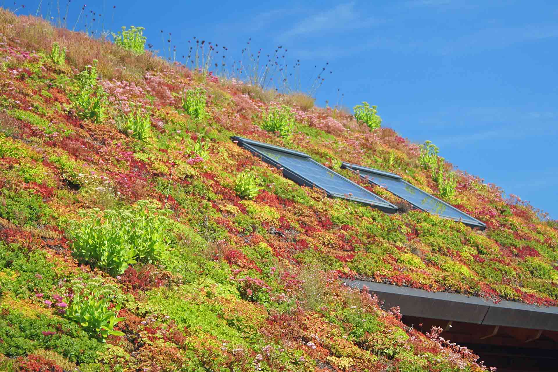 how to make a green roof