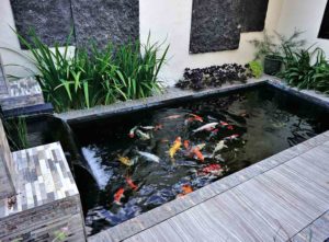 koi pond