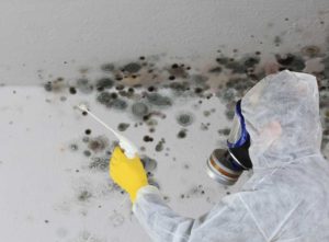 How to clean mould off walls