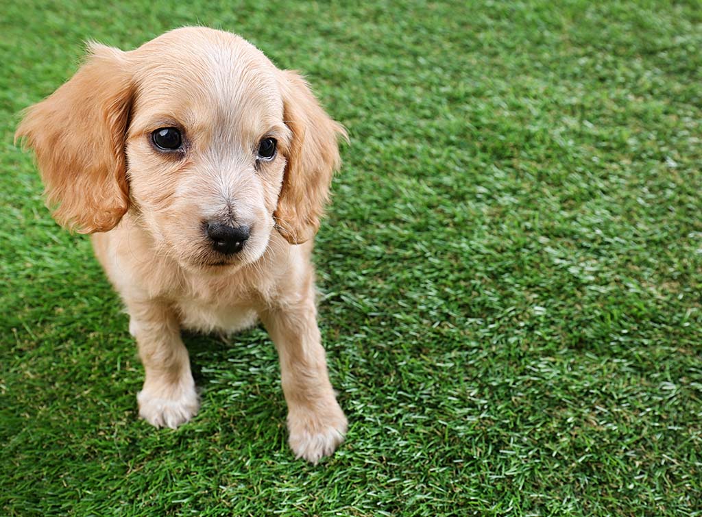 Cute puppy on artificial grass lawn