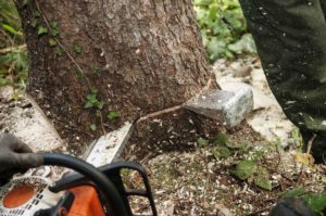 Tree surgeon using a chainsaw to cut down a tree