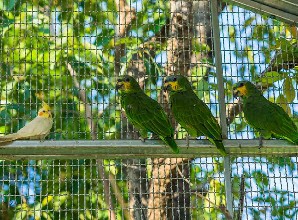 aviary with birds