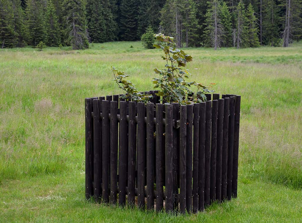 tree protection fencing