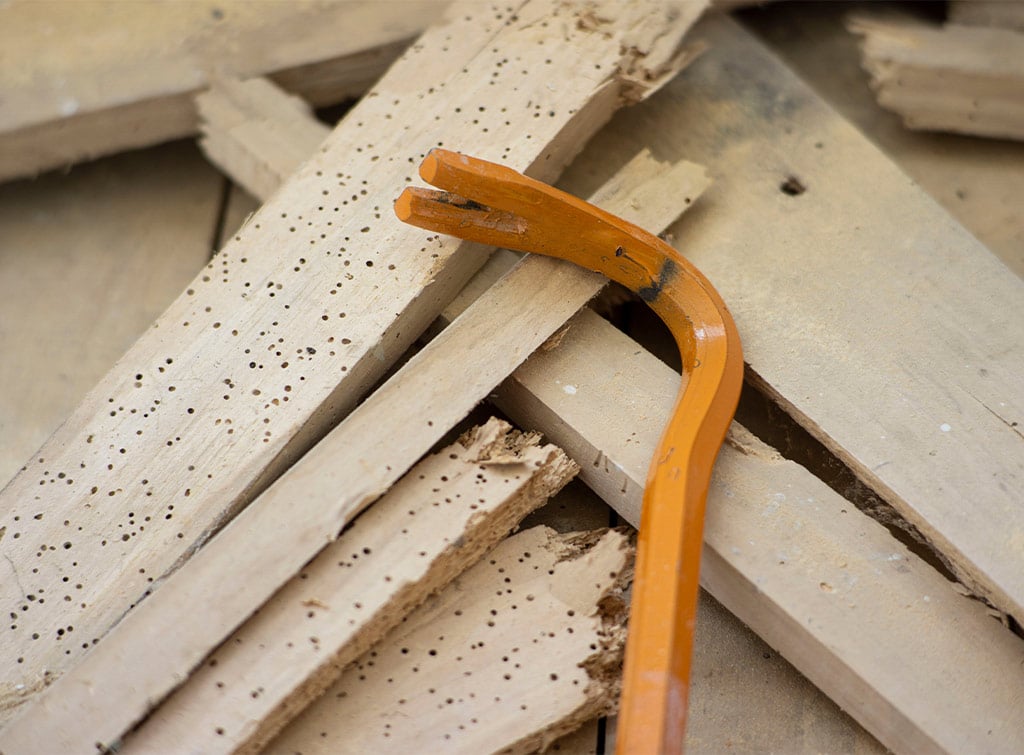 woodworm damage