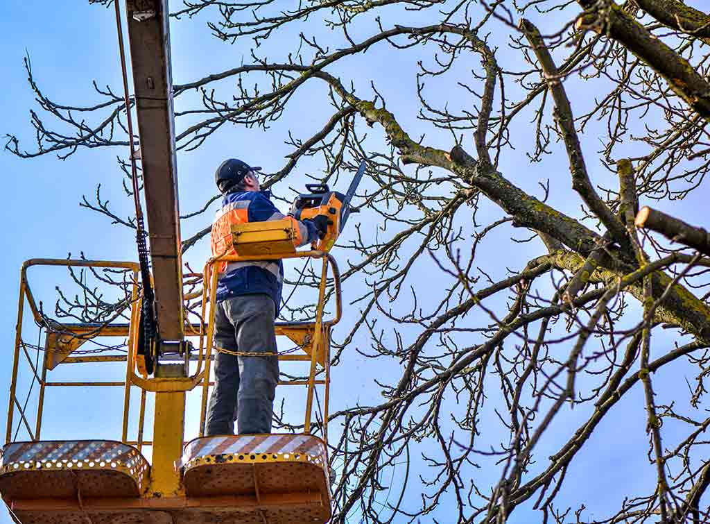 How much can a tree surgeon earn