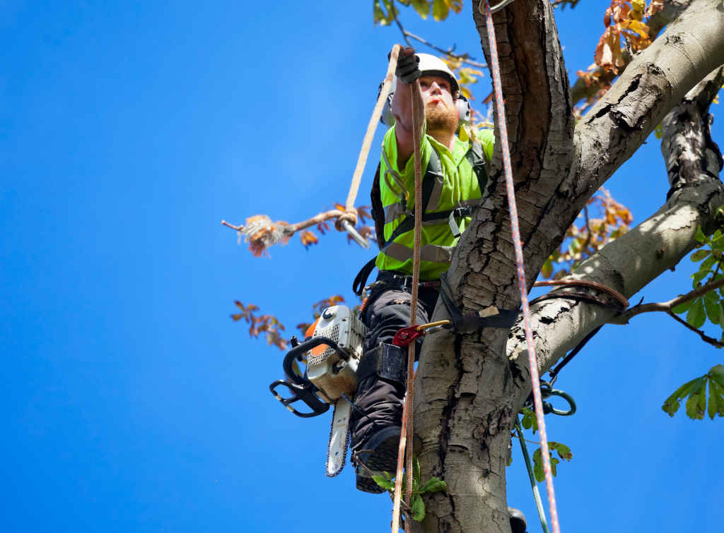 How much does a tree surgeon earn a year
