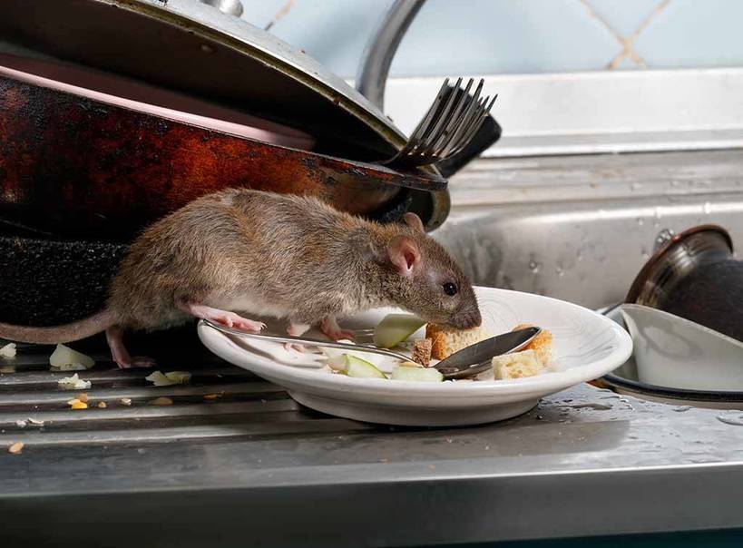 How to get rid of rats from home hotsell