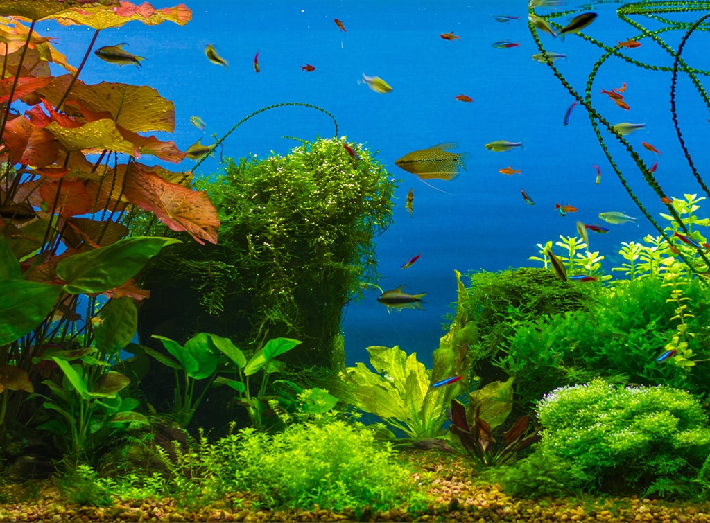 Built-In Fish Tank Ideas For Your Home in 2024