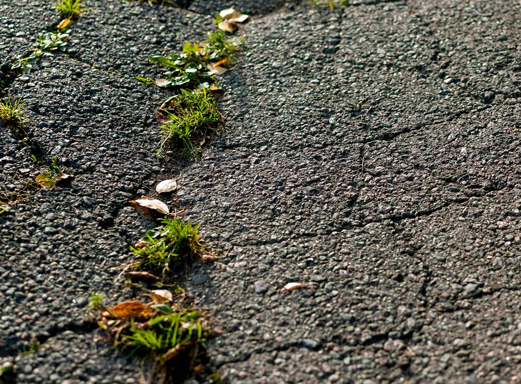 The Mirror Moss And Paving