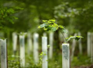 Arboriculturist near me