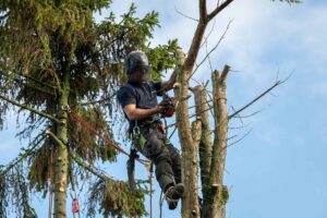 Tree surgeon trimming trees near a power line