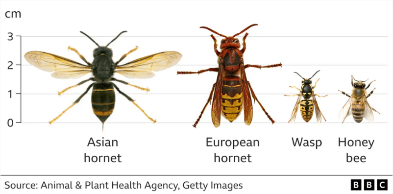 Asian Hornet comparison with European Hornet, wasp and honey bee