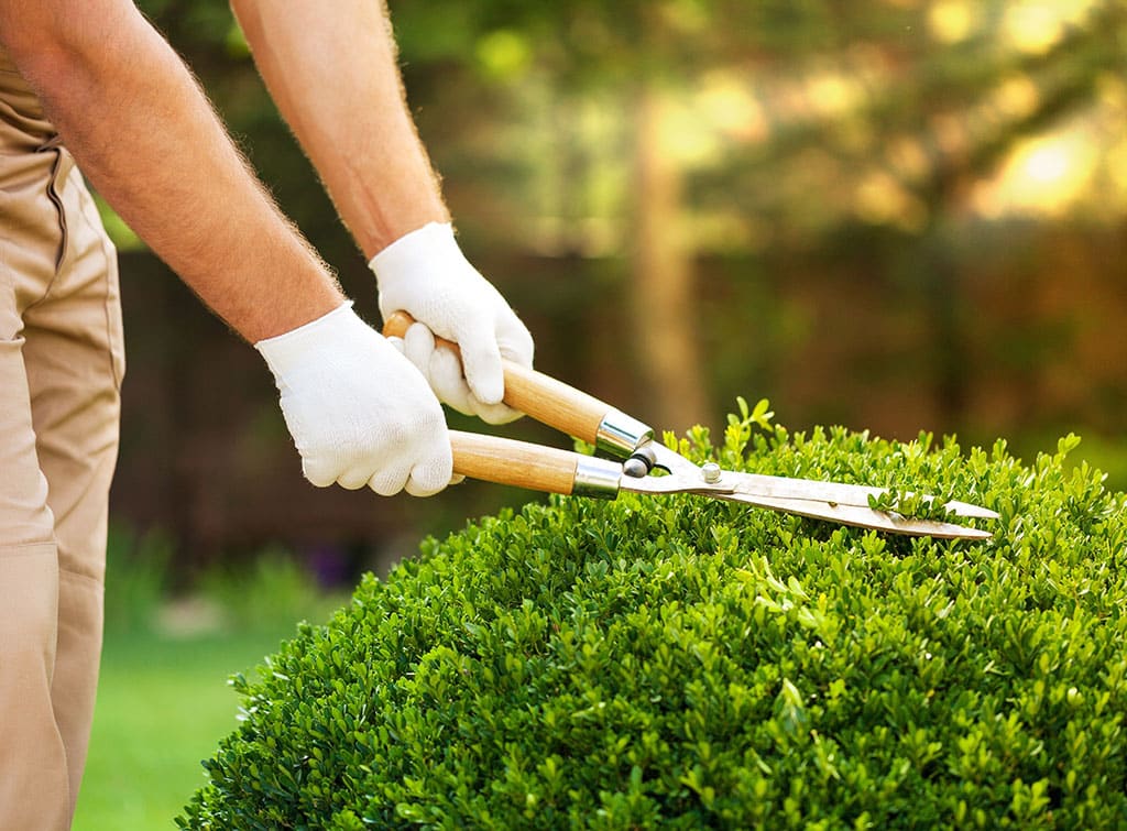 Professional gardening hand tools